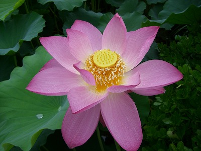 lotus6.jpg